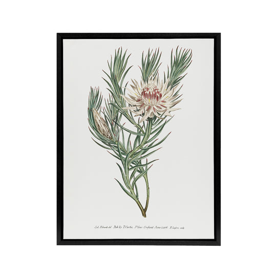 Francis Sansom Dagger Leaf Sugarbush Flower Bloom Black Framed Canvas Art Print