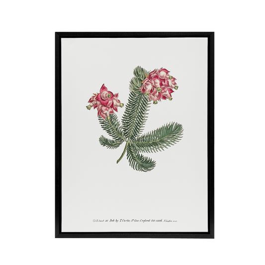 Francis Sansom Erica Glauca Elegans Flower Bloom Black Framed Canvas Art Print