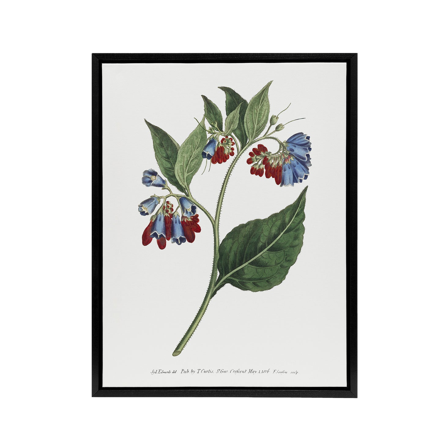 Sansom Vintage Botanical Prickley Comfrey Flowers Black Framed Canvas Art Print