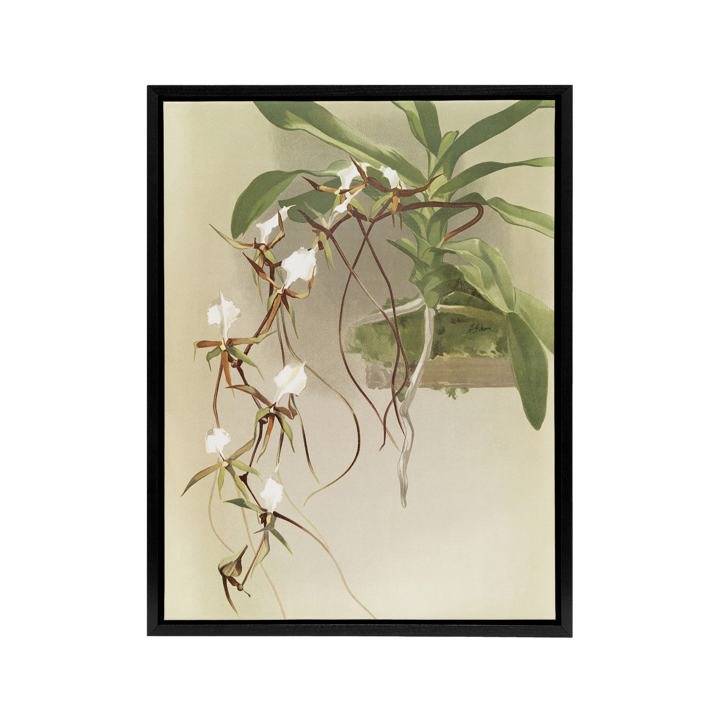 Frederick Sander Angraecum Caudatum Orchid Flowers Black Framed Canvas Art