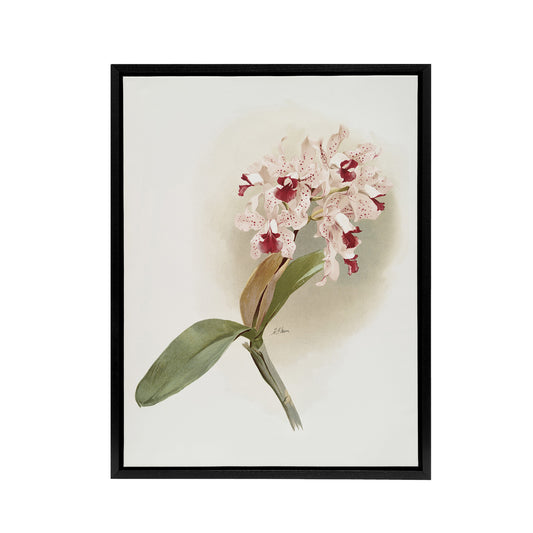 Frederick Sander Cattleya Amethystoglossa Orchid Black Framed Canvas Art Print