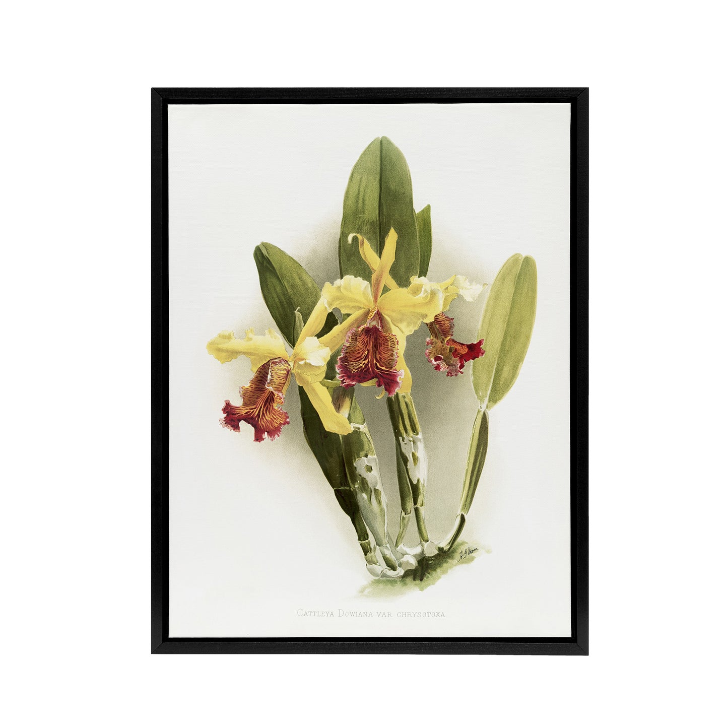 F Sander Cattleya Dowiana Var Chrysotoxum Orchid Black Framed Canvas Art Print
