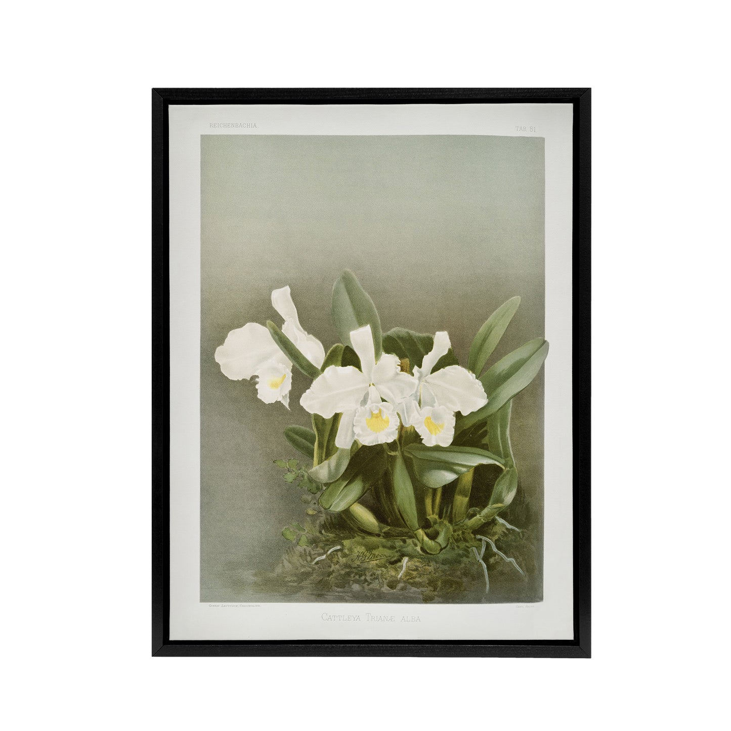 Frederick Sander Cattleya Trianae White Orchid Black Framed Canvas Art Print