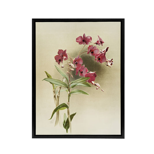 Frederick Sander Cooktown Pink Orchid Flowers Black Framed Canvas Art Print