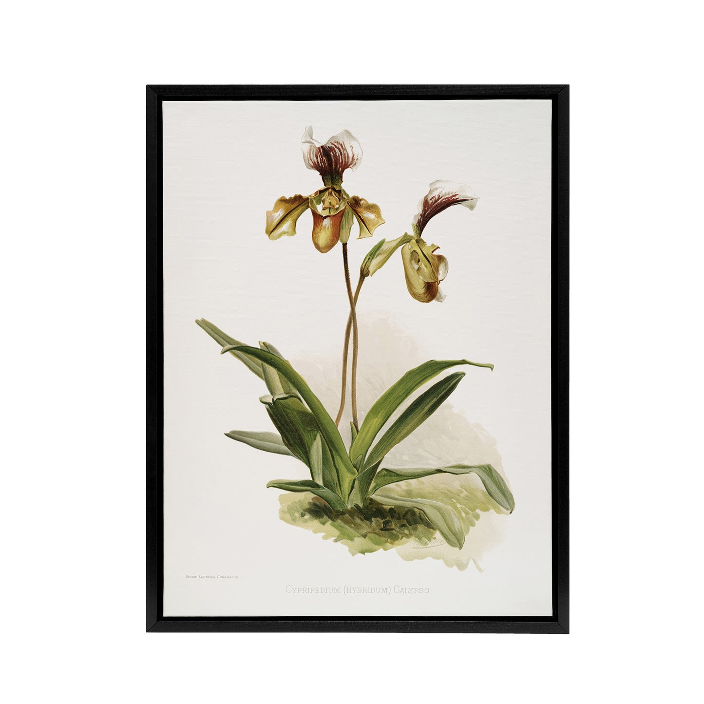 Frederick Sander Cypripedium Calypso Orchid Flowers Black Framed Canvas Art