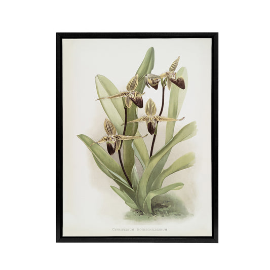 Frederick Sander Cypripedium Rothschildianum Orchid Black Framed Canvas Art