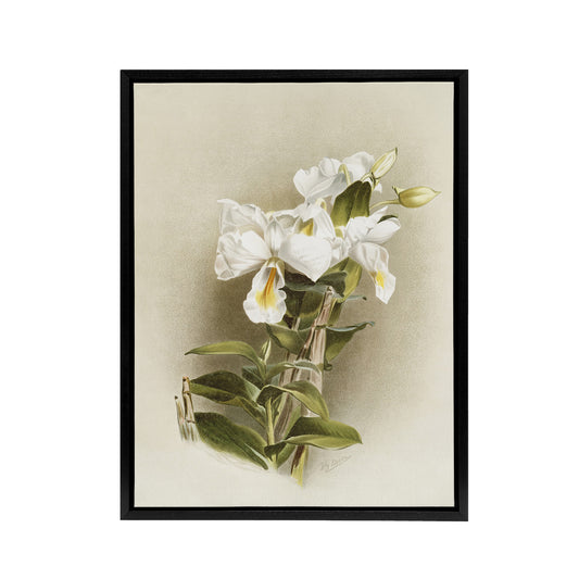 Frederick Sander Dendrobium Formosum Orchid Flowers Black Framed Canvas Art
