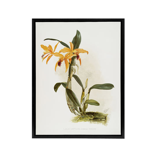 Frederick Sander Laelia And Cattleya Orchid Hybrid Black Framed Canvas Art