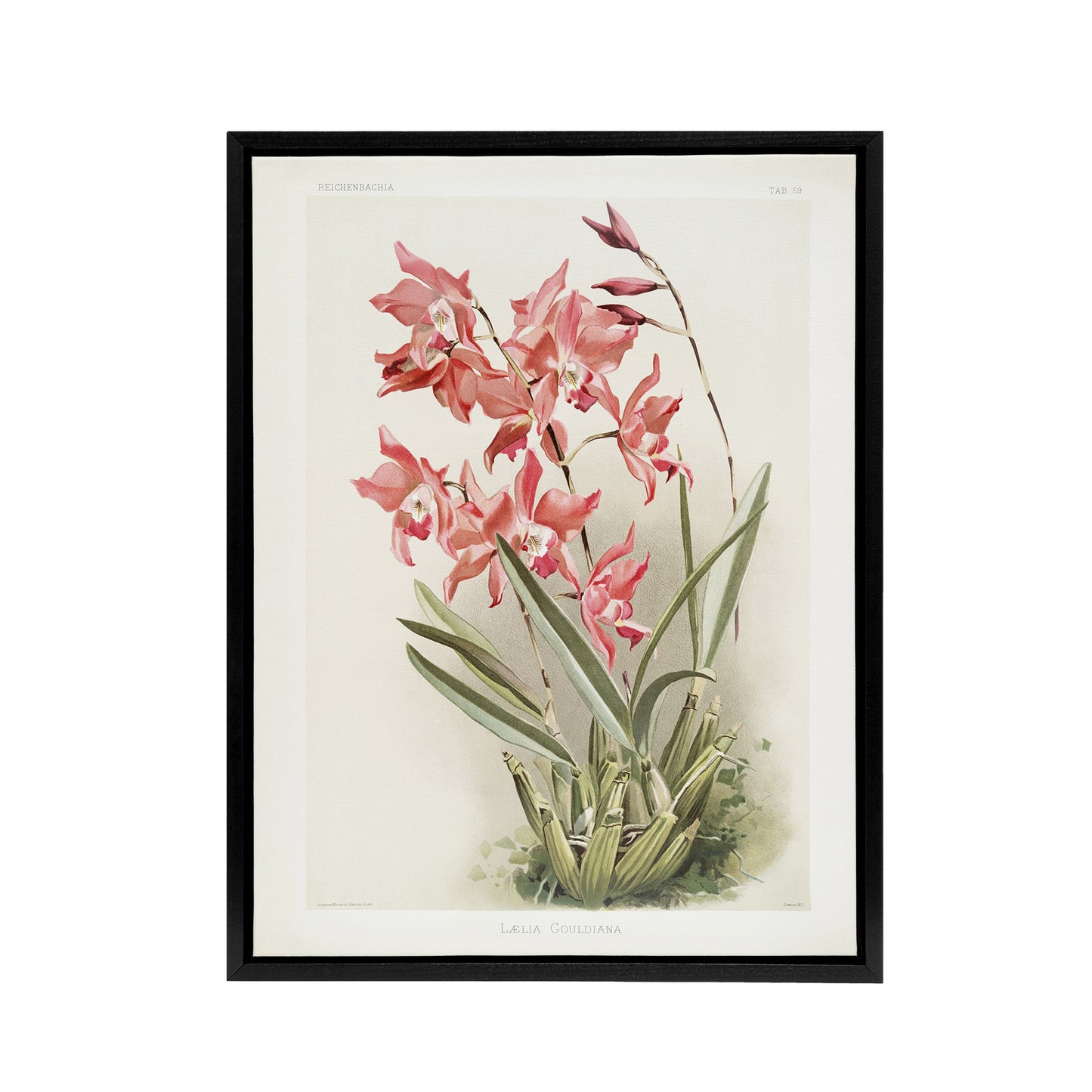 Frederick Sander Laelia Gouldiana Orchid Flowers Black Framed Canvas Art Print