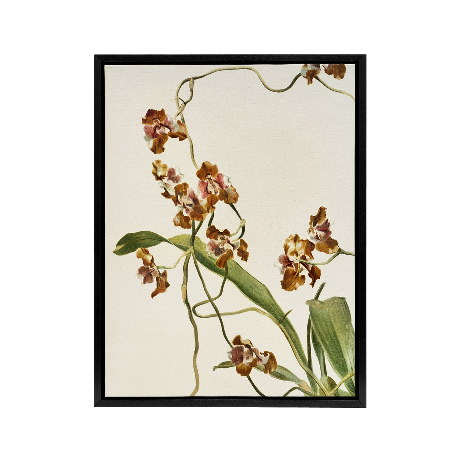 Frederick Sander Oncidium Superbiens Orchid Flowers Black Framed Canvas Art