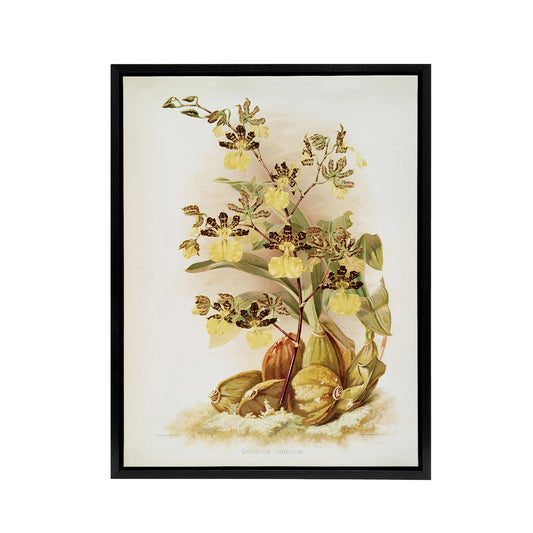 Frederick Sander Oncidium Tigrinum Orchid Flowers Black Framed Canvas Art Print