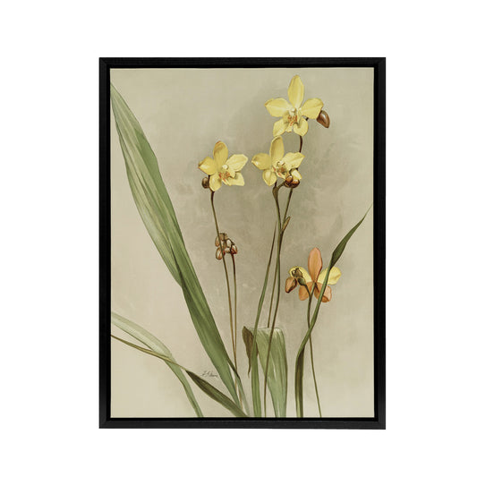 F Sander Spathoglottis Kimballiana Orchid Flowers Black Framed Canvas Art Print