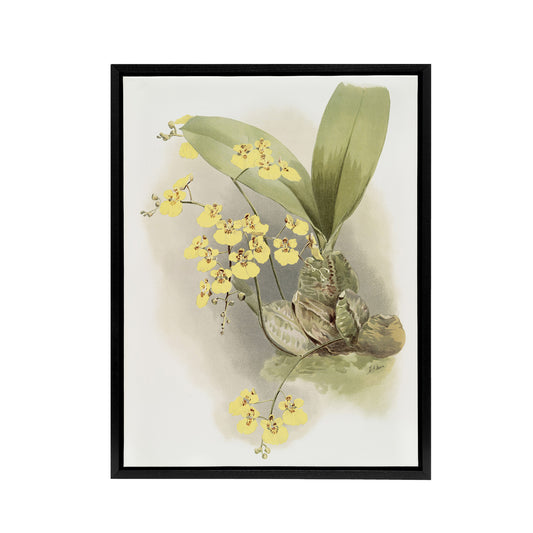 Frederick Sander Turtle Shell Orchid Flowers Black Framed Canvas Wall Art Print