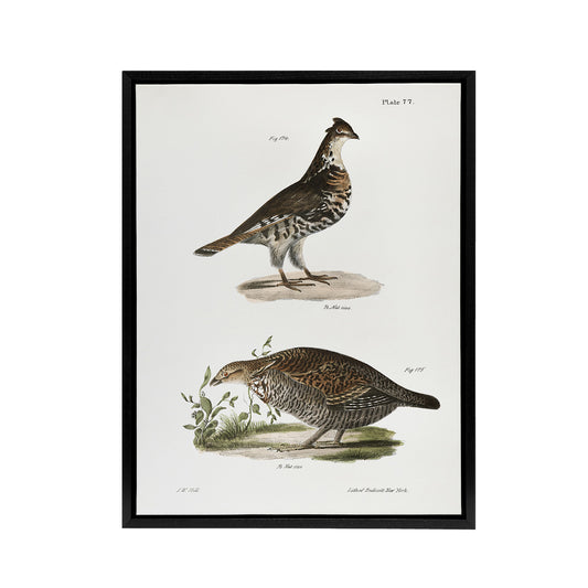 James De Kay Partridge and Pinnated Grouse Black Framed Canvas Wall Art Print