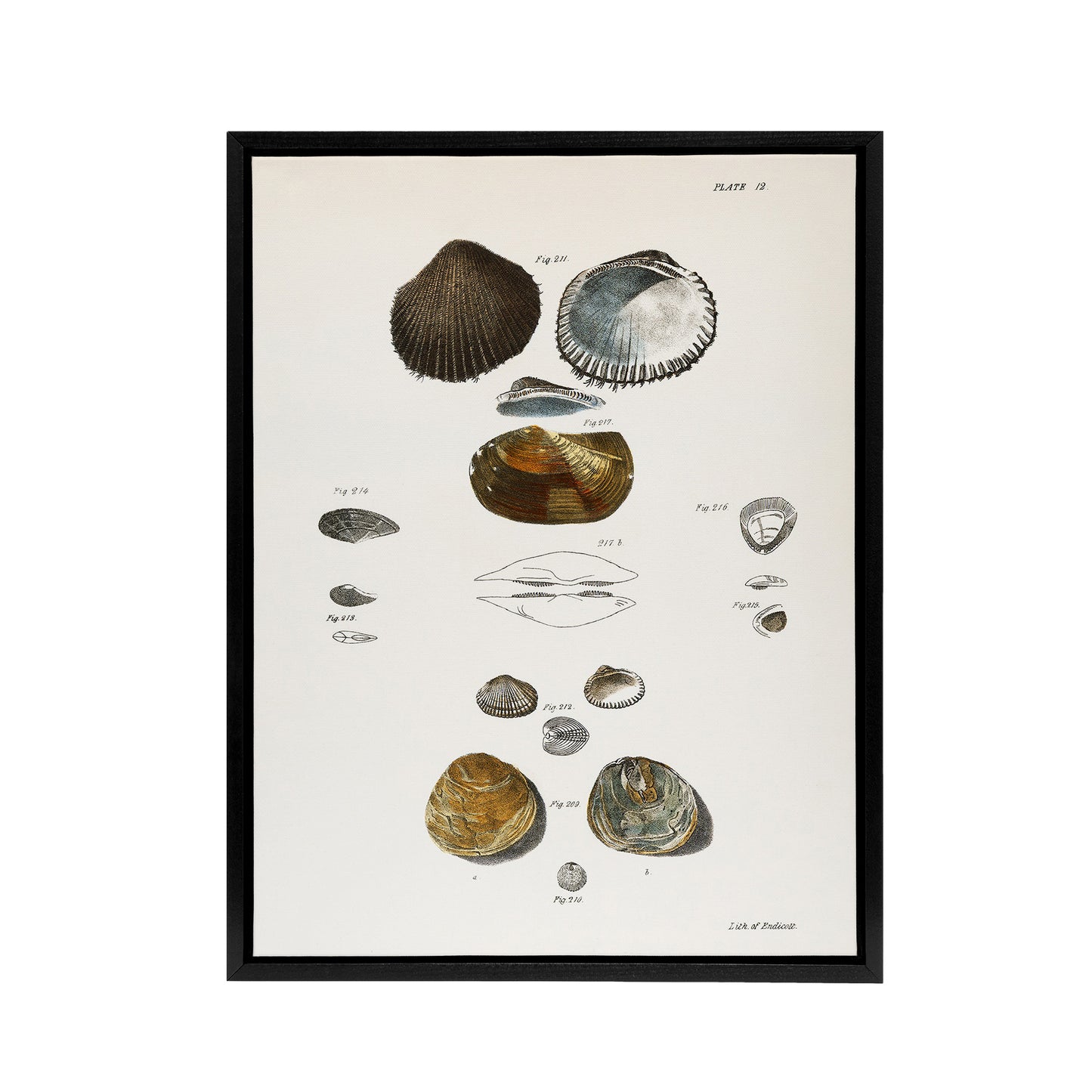 James Ellsworth De Kay Various Types of Seashells Black Framed Canvas Art Print