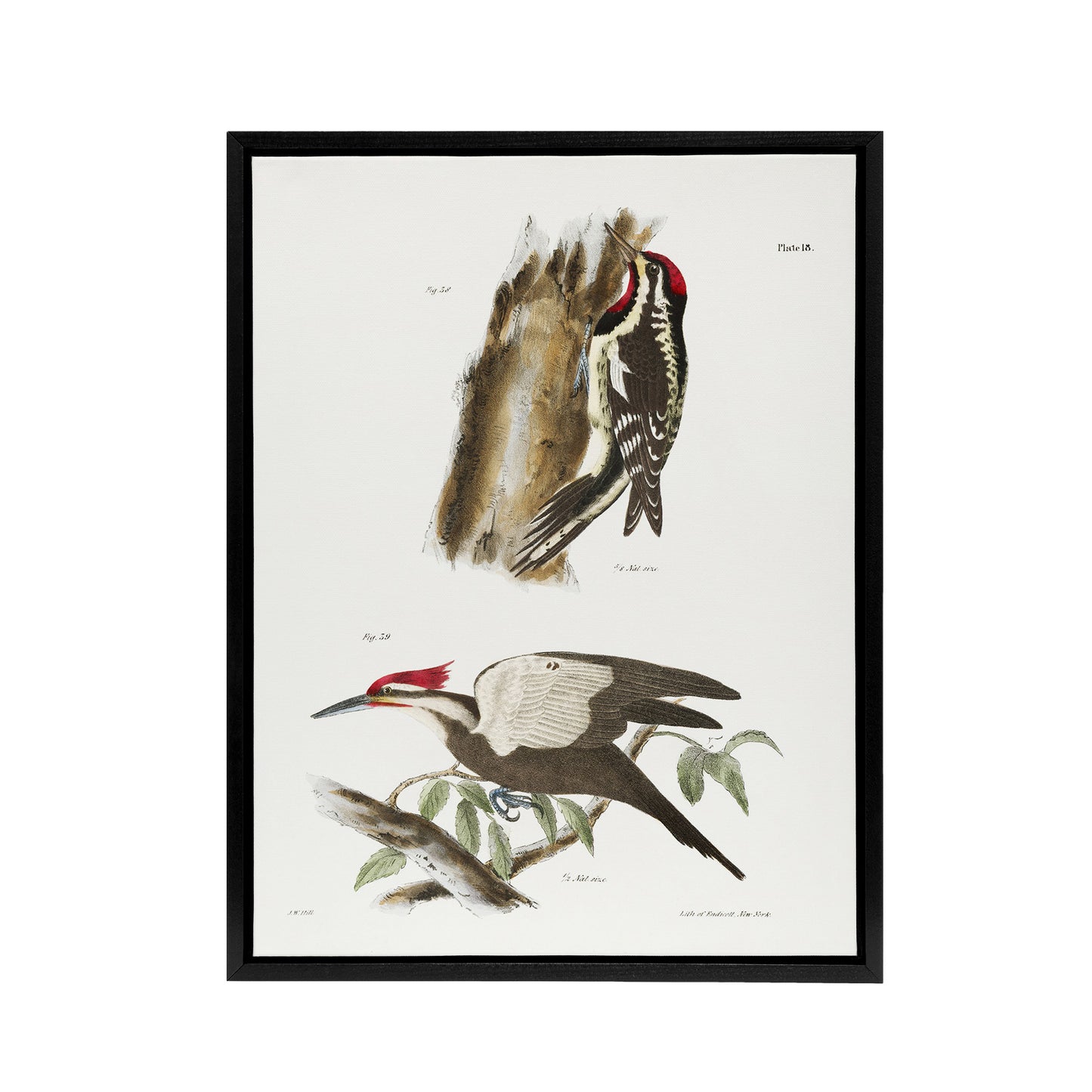 James De Kay Yellow Bellied and Crested Woodpecker Black Framed Canvas Art