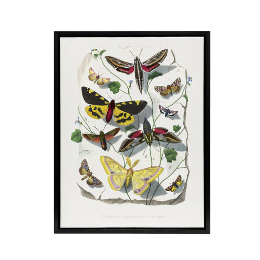 Paul Gervais Butterflies Moths Vintage Illustration Black Framed Canvas Art