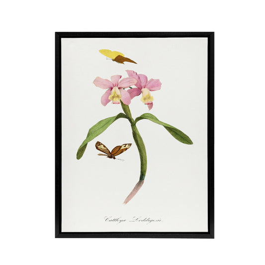 Paul Gervais Cattleya Orchids And Butterflies Black Framed Canvas Art Print