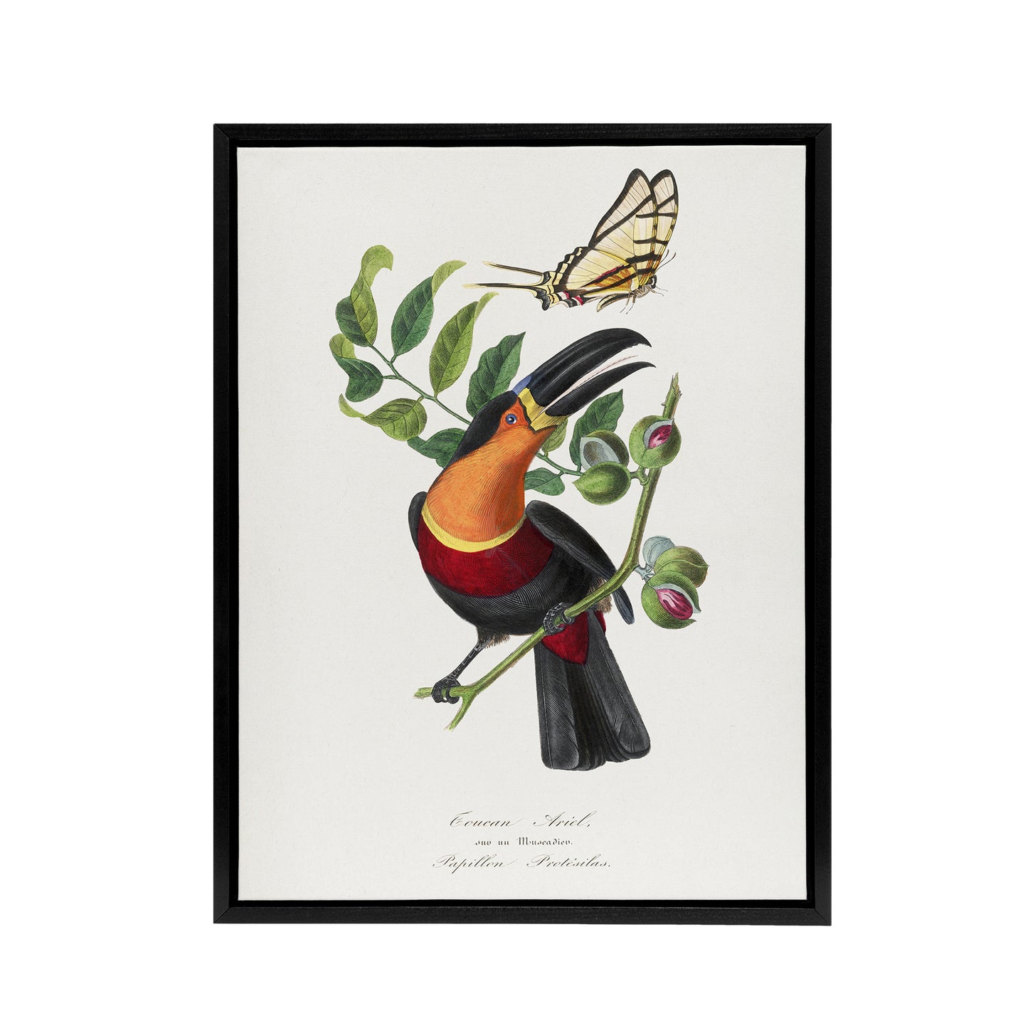 Paul Gervais Toucan and Butterfly Vintage Illustration Black Framed Canvas Art