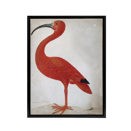 Merian Scarlet Ibis Bird With Egg Black Framed Canvas Wall Art Print