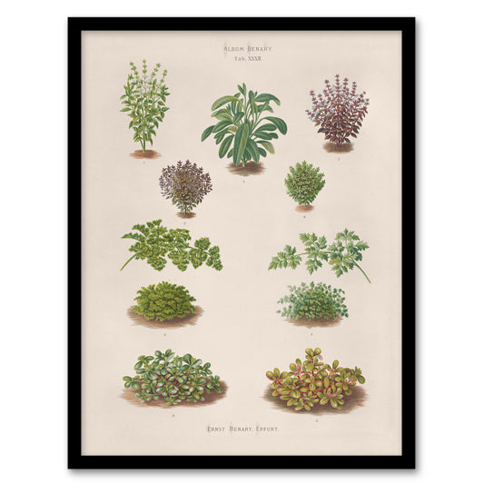 Ernst Benary Botanical Bushes Vintage Illustration Framed Wall Art Print