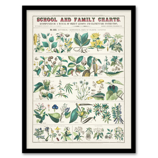 Willson and Calkins Vintage Botanical Chart No XXII Framed Wall Art Print