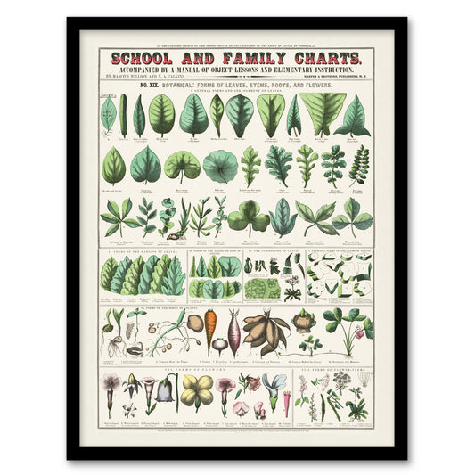 Willson and Calkins Chart No XIX Vintage Botanical Framed Wall Art Print
