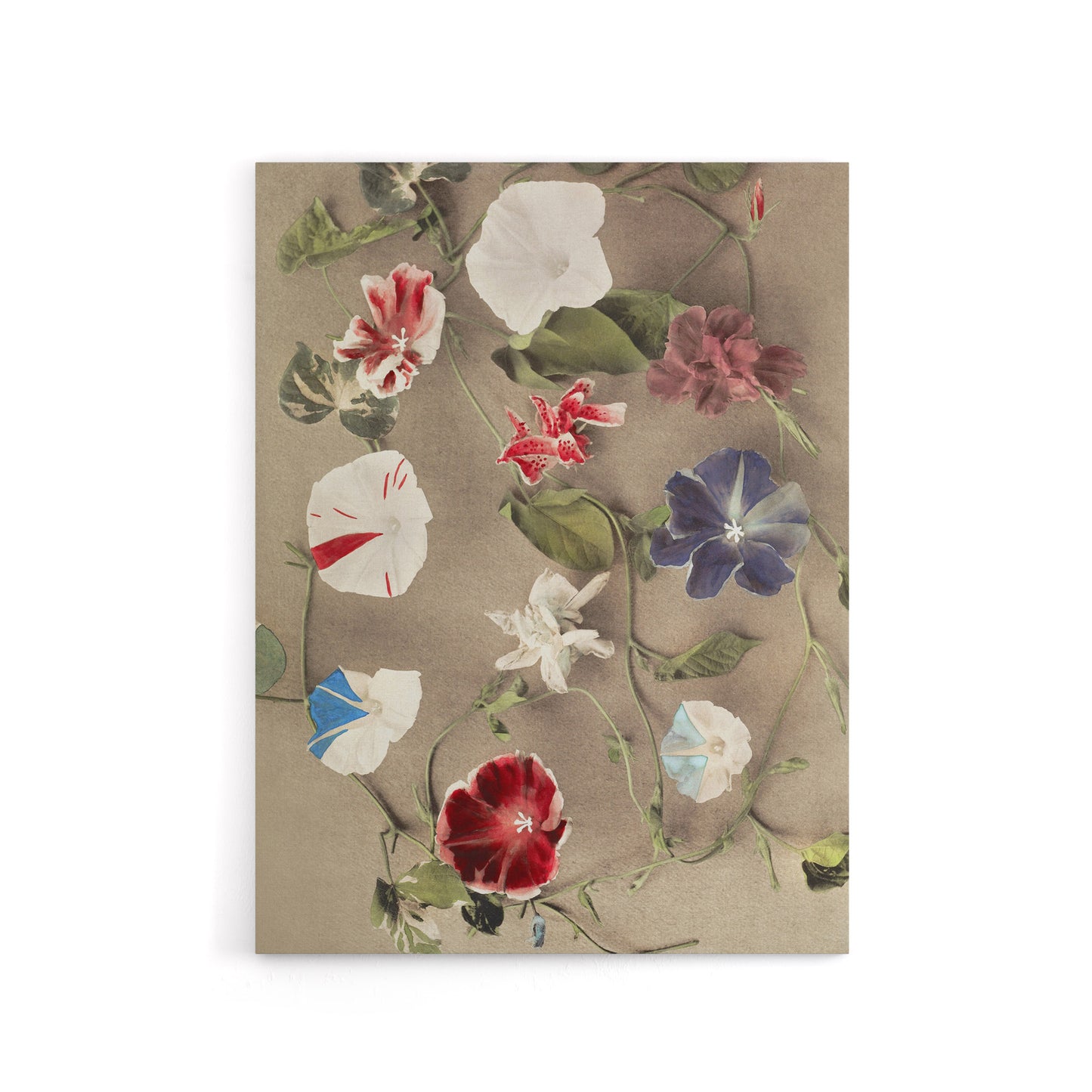 Group Of Morning Glories Canvas Wall Art Print Ogawa Kazumasa