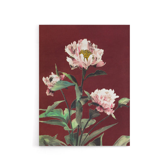 Pink Herbaceous Peony Flower Canvas Wall Art Print Ogawa Kazumasa
