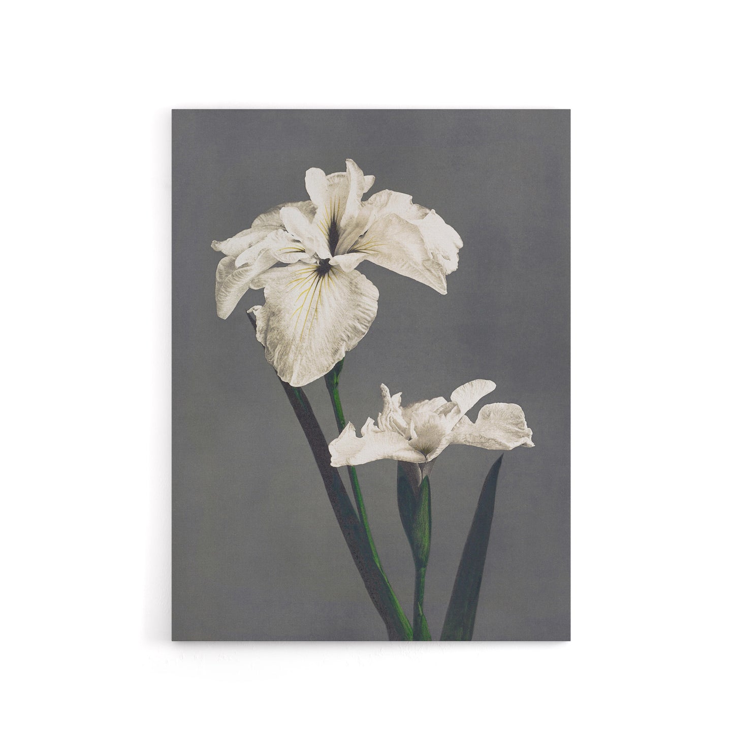 White Water Iris Flowers Canvas Wall Art Print Ogawa Kazumasa