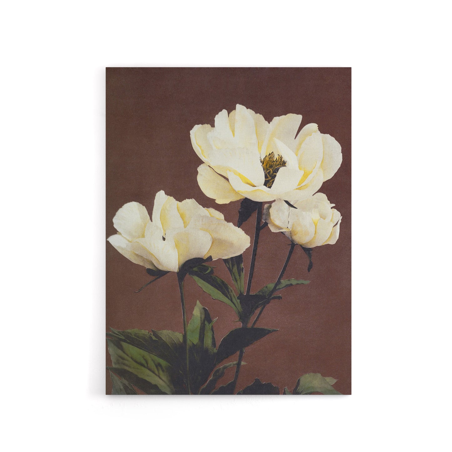 White Herbaceous Peony Flowers Canvas Wall Art Print Kazumasa