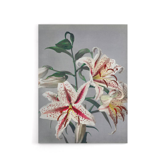 White Pink Spotted Lily Flowers Canvas Wall Art Print Kazumasa