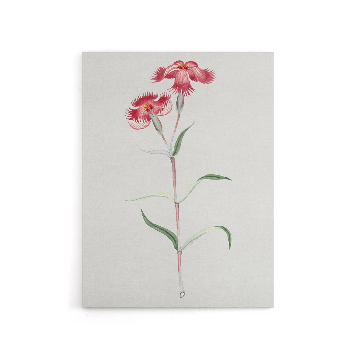 Nadeshiko Flower Canvas Wall Art Print Vintage Japanese Botanical