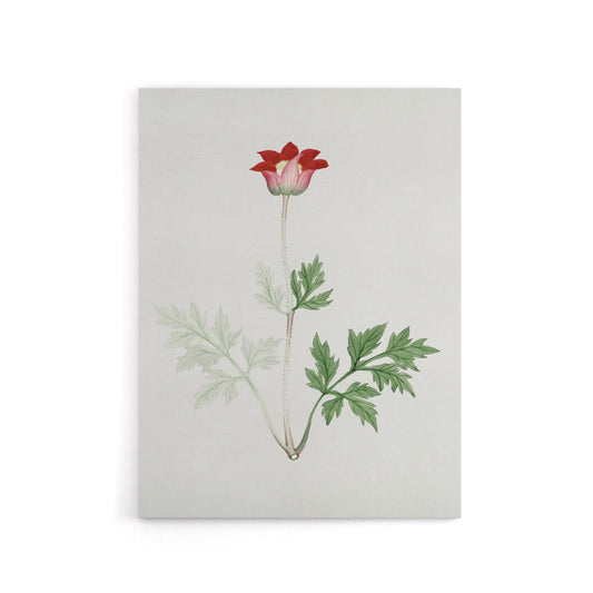 Red Bloom Flower Canvas Wall Art Print Vintage Japanese Botanical