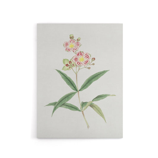Red White Blossoms Canvas Wall Art Print Vintage Japan Botanical