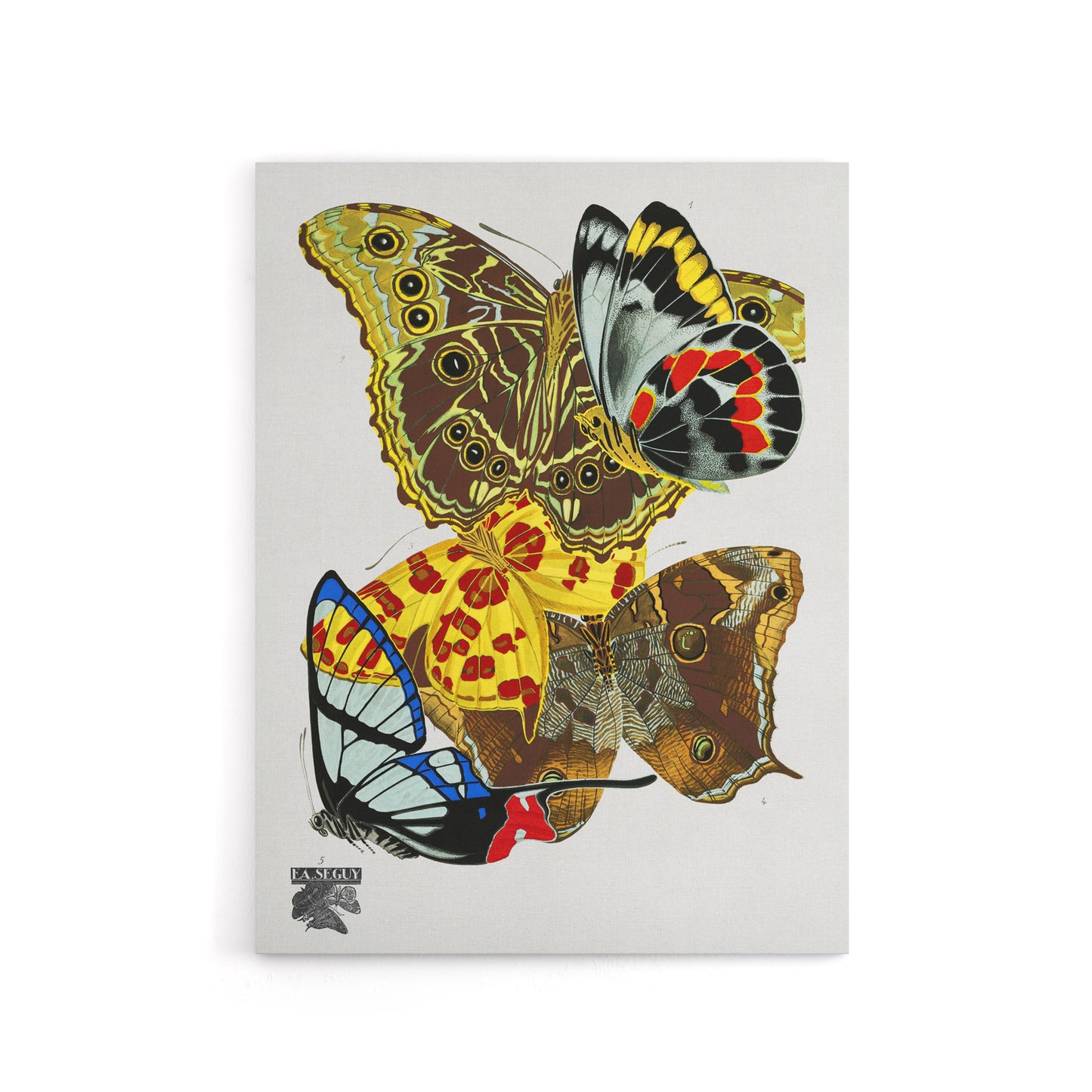 Papillons Bright Vintage Butterflies Canvas Wall Art Print Seguy