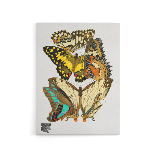 Papillons Butterflies Illustration Canvas Wall Art Print Seguy