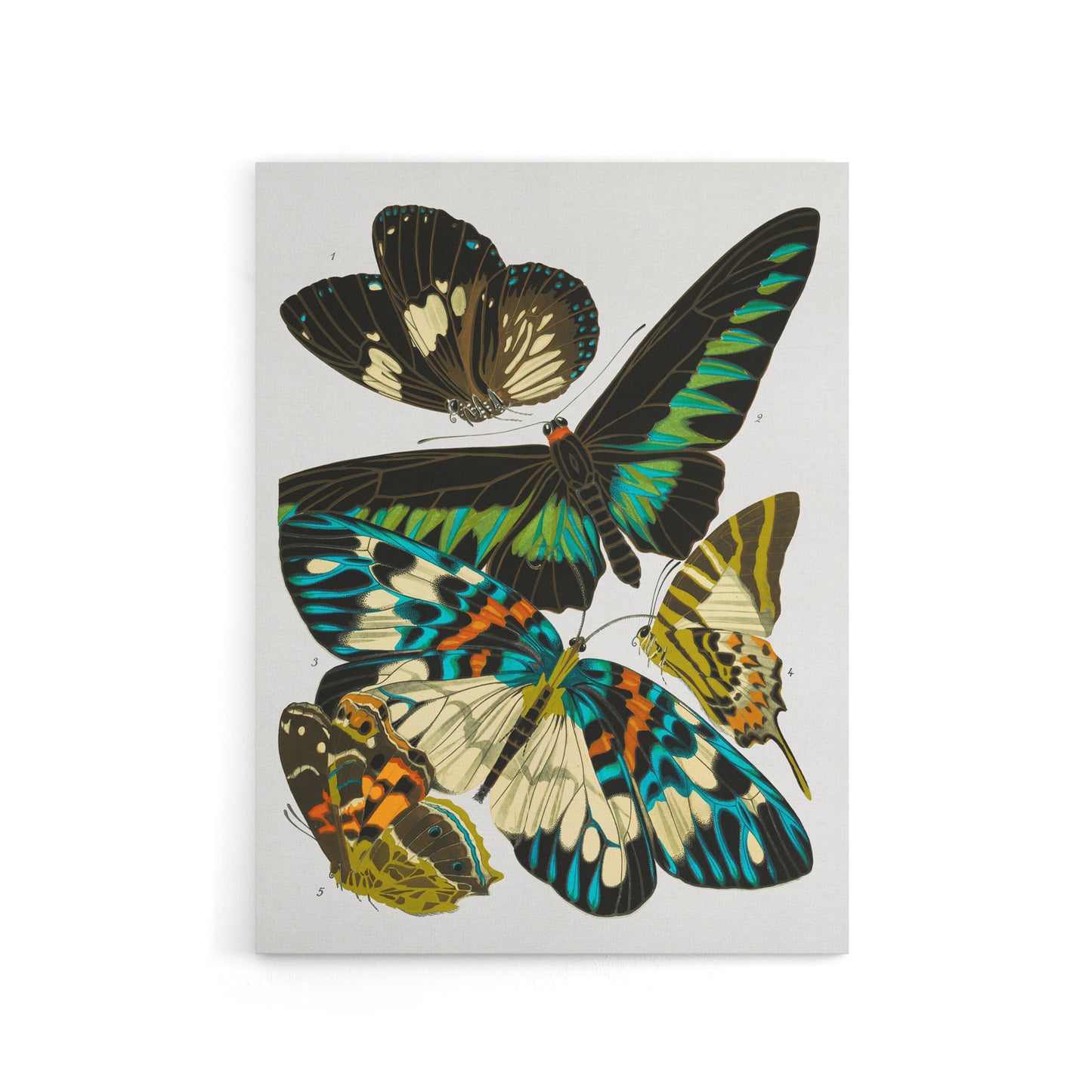 Vintage Butterflies Green Blue Canvas Wall Art Print Eugene Seguy