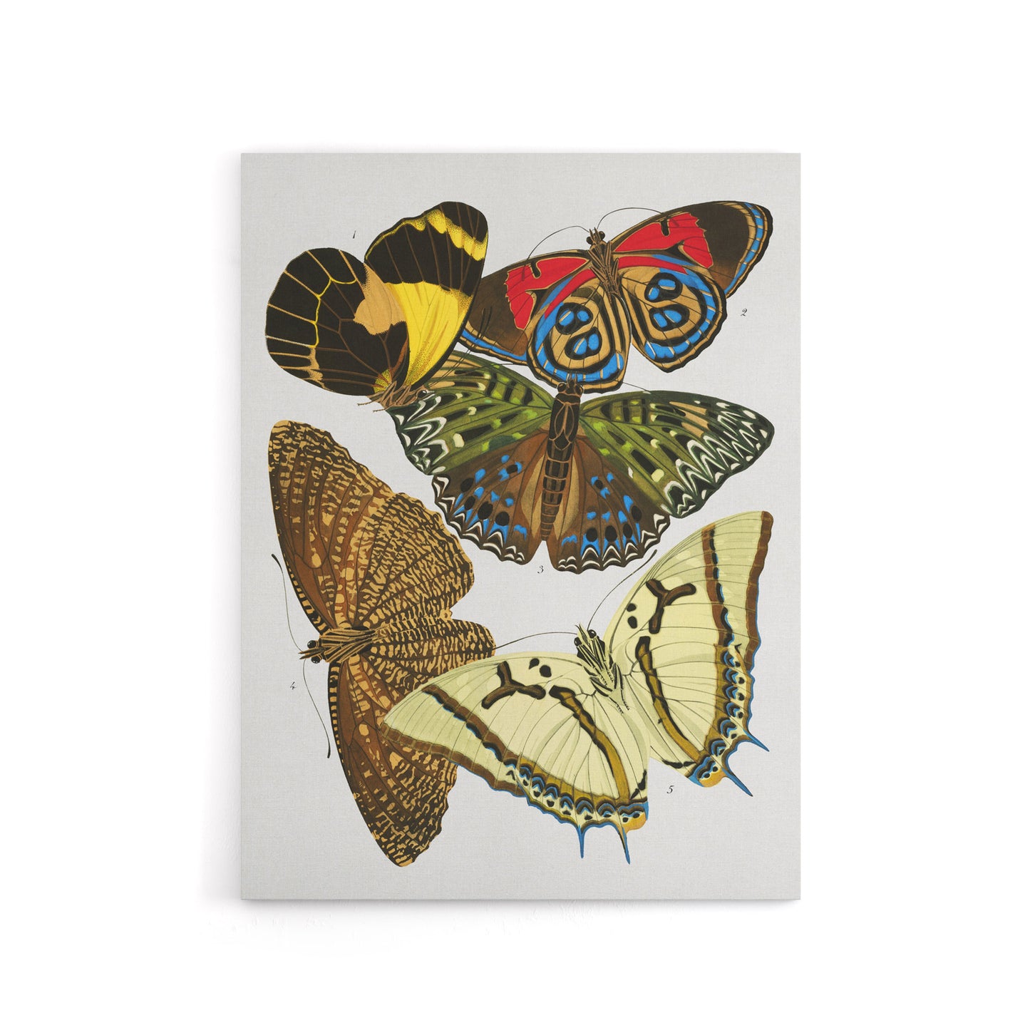 Vintage Butterflies Papillons Canvas Wall Art Print Eugene Seguy