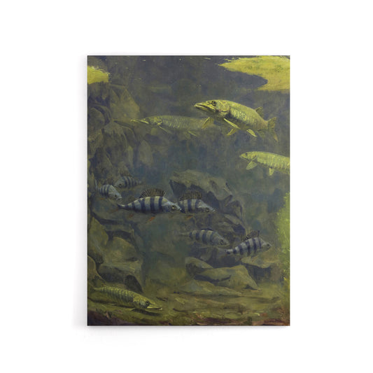Pike and Perch Aquarium Canvas Wall Art Print Gerrit Dijsselhof