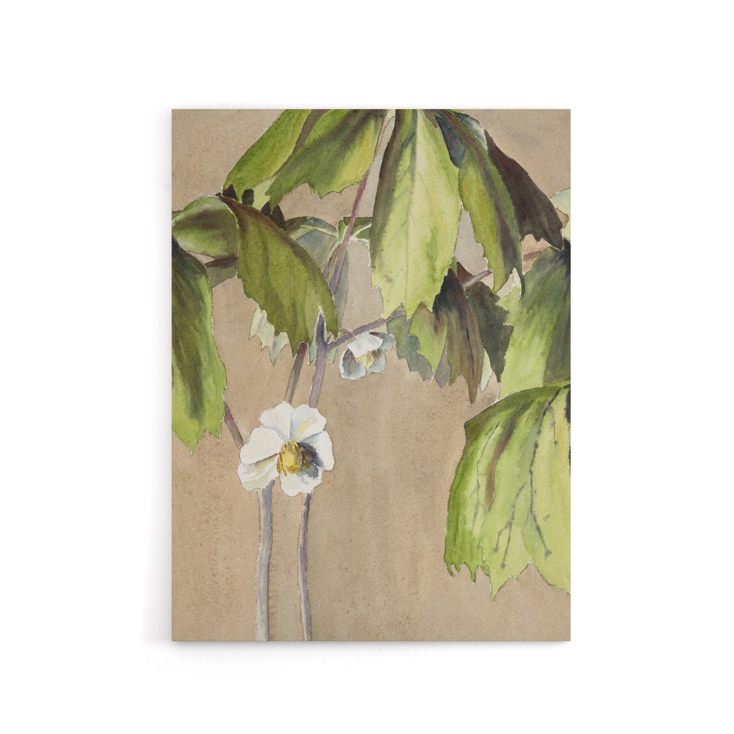 May Apple Flower Watercolour Canvas Wall Art Print Overbeck