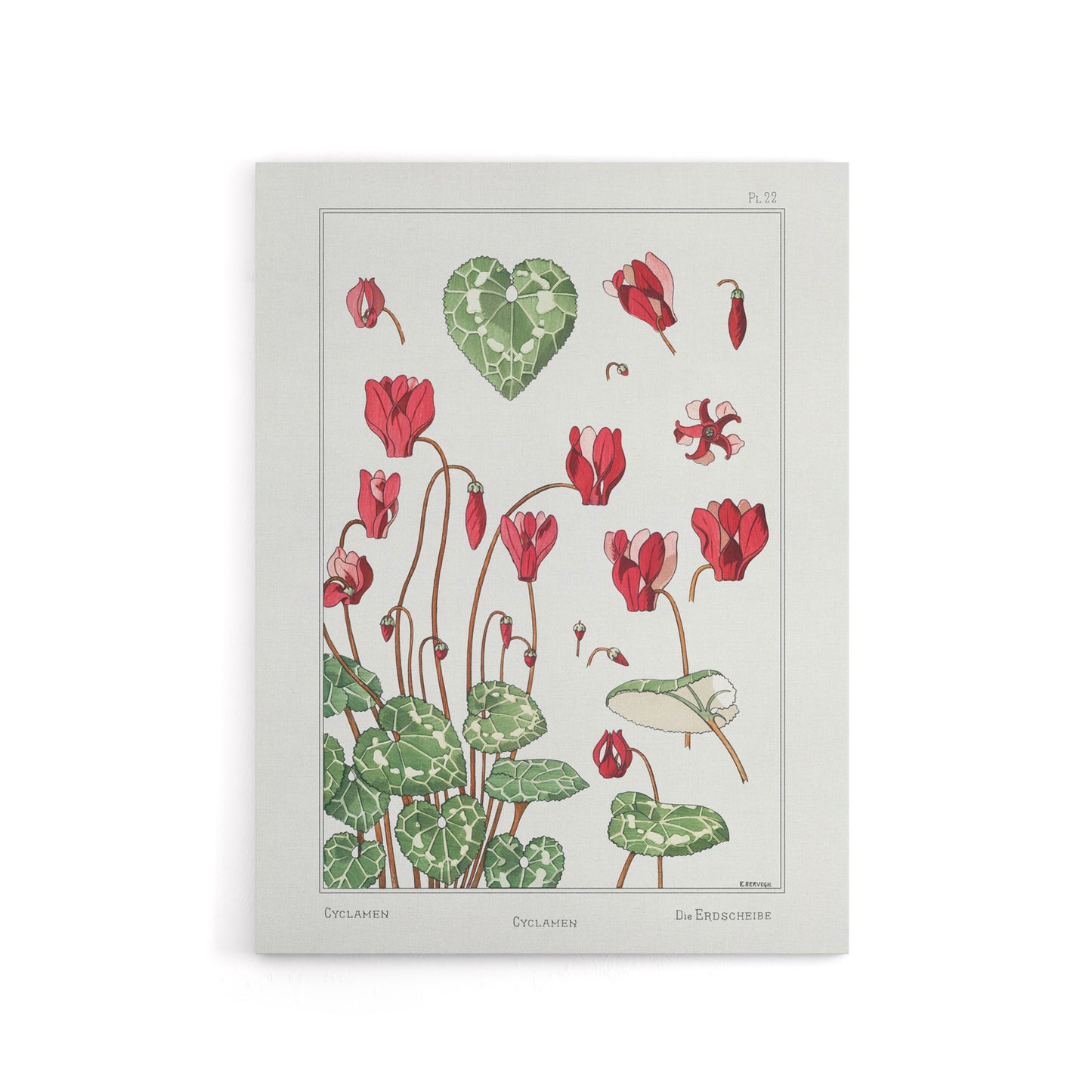 Cyclamen Flower Canvas Wall Art Print Vintage Floral Verneuil