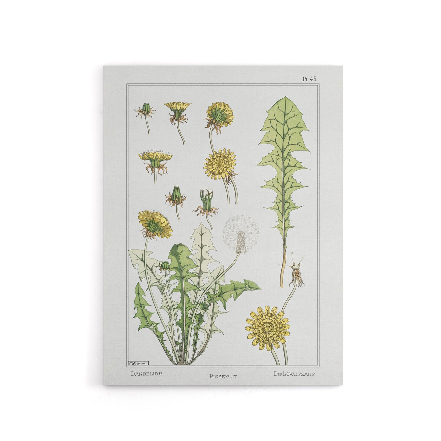 Dandelion Flower Canvas Wall Art Print Vintage Floral Verneuil