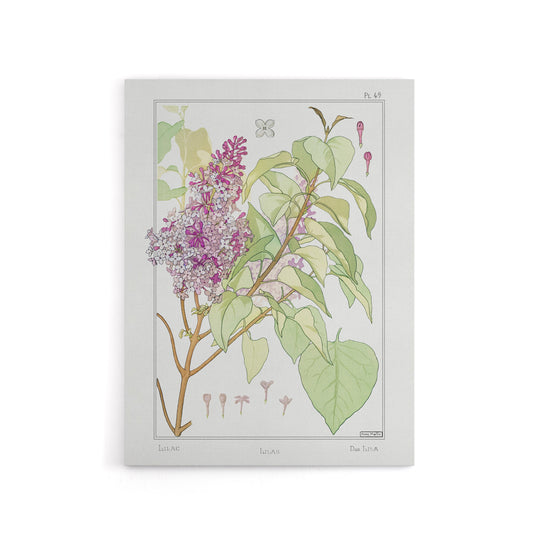 Lilac Flower Plant Canvas Wall Art Print Vintage Floral Verneuil