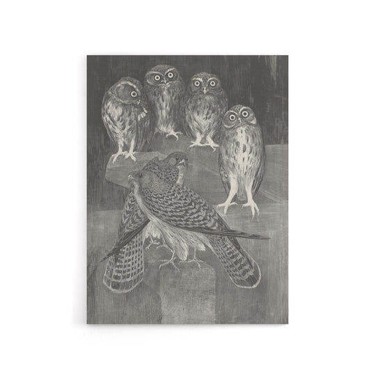 Four Owls and Two Kestrels Canvas Wall Art Print van Hoytema