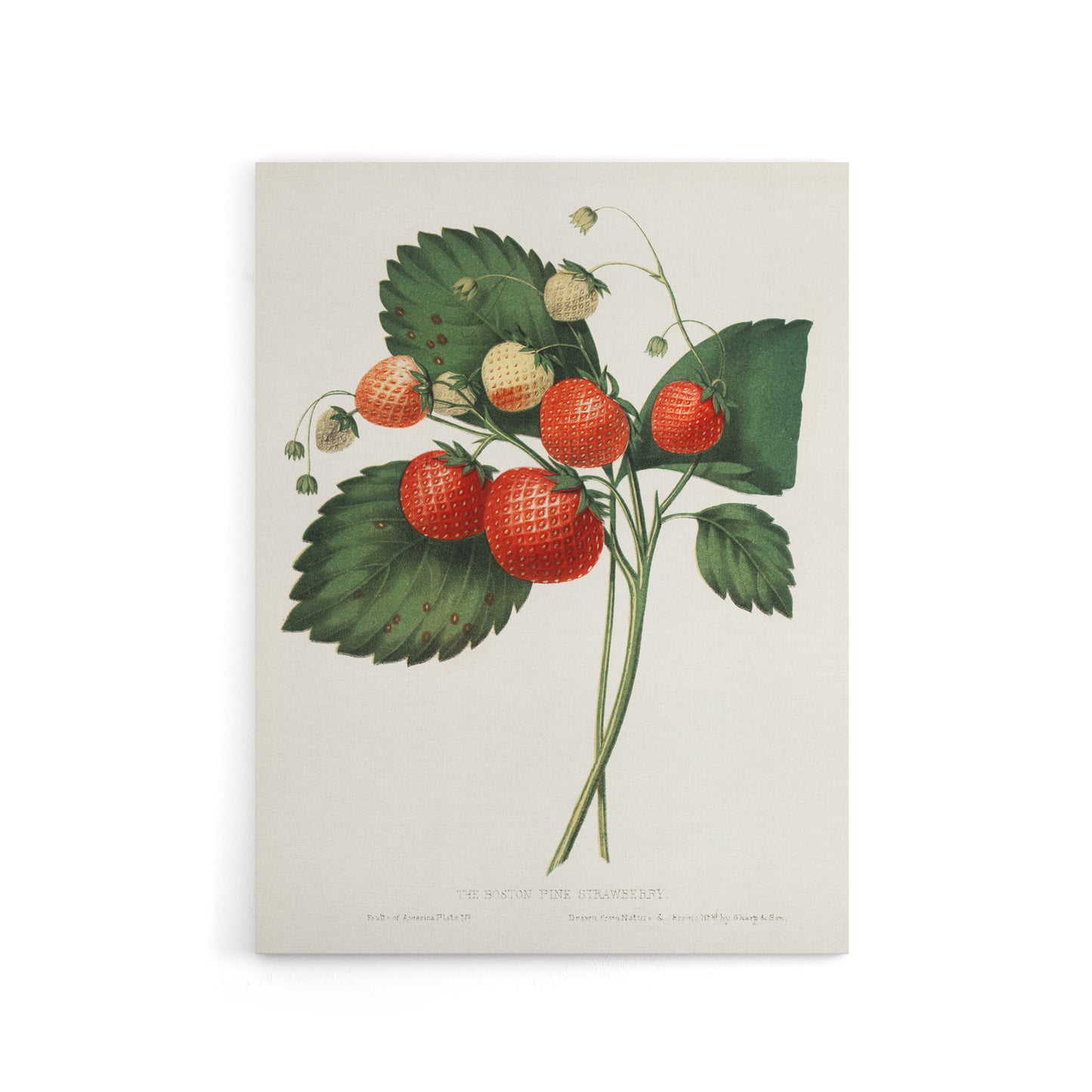 Boston Pine Strawberry Plant Hovey Vintage Canvas Wall Art