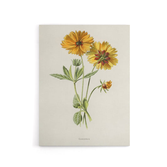 Coreopsis Tickseed Flower Hulme Vintage Canvas Wall Art