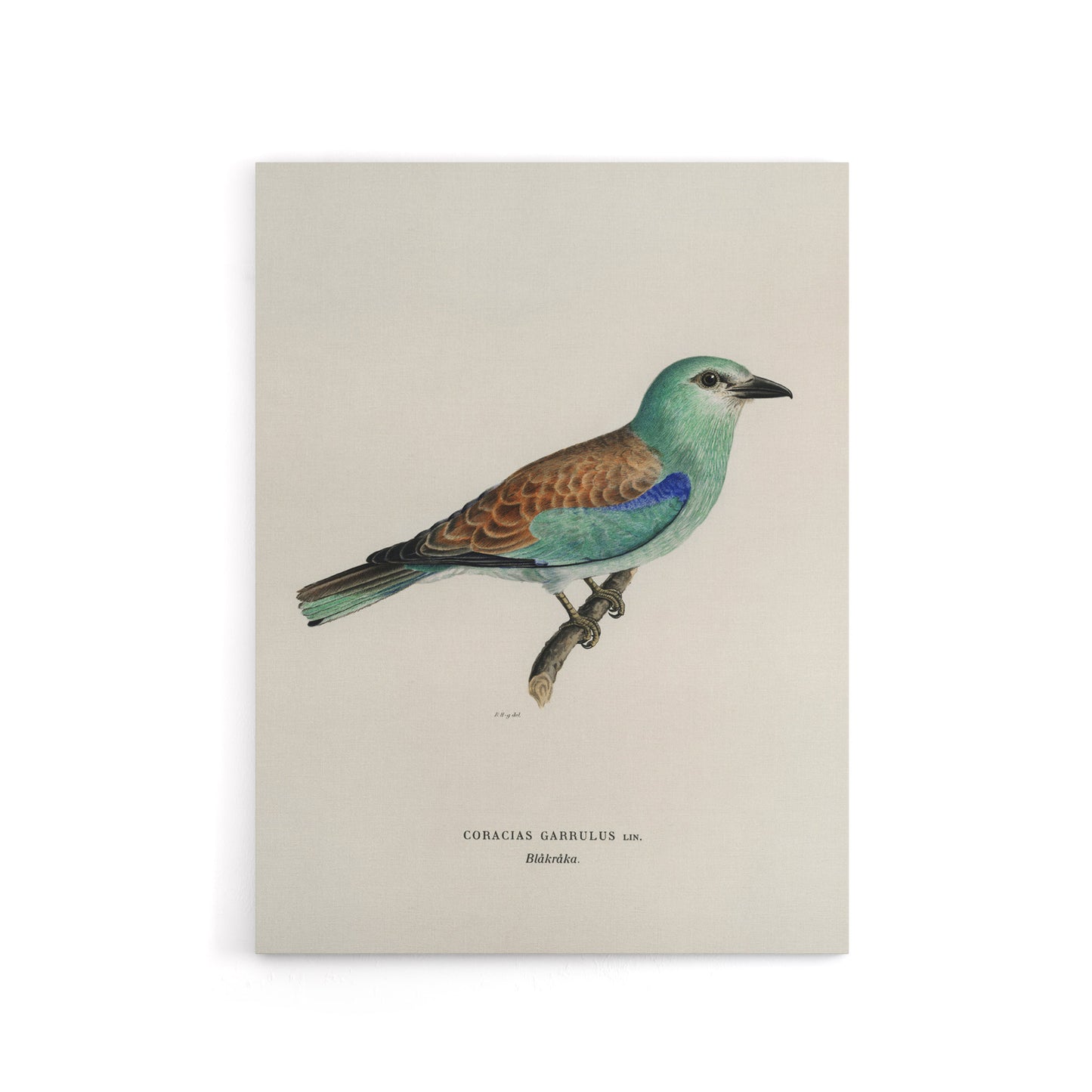 European Roller Bird Von Wright Vintage Canvas Wall Art