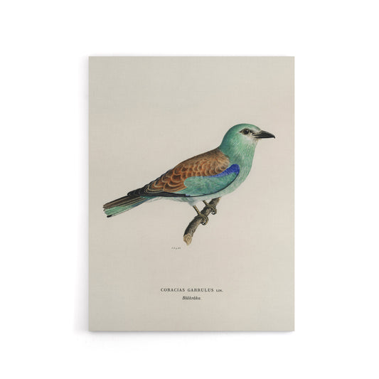 European Roller Bird Von Wright Vintage Canvas Wall Art
