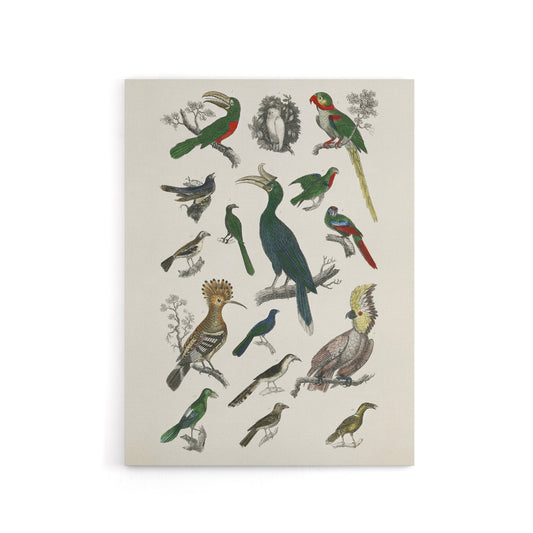Various Birds Illustration Goldsmith Vintage Canvas Wall Art